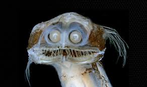 Poisson abyssal vénéré